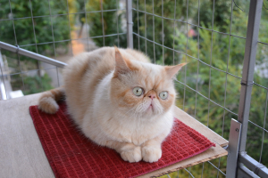 Вольер на окно