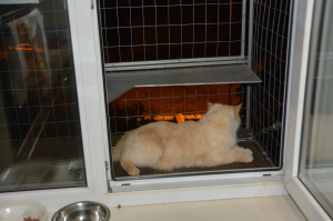 Вольер на окно