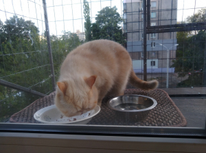 Вольер на окно