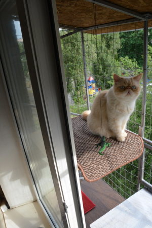 Вольер для кота. На окно.
