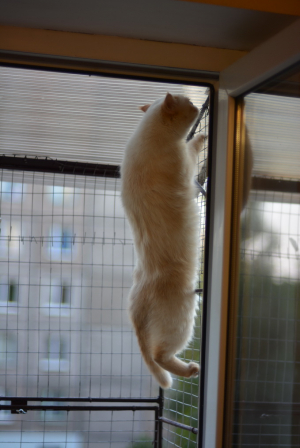 Вольер на окно