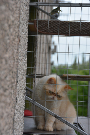 Вольер для кота. На окно.