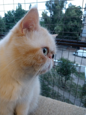 Вольер на окно