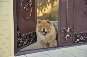 Ворота распашные из листа.