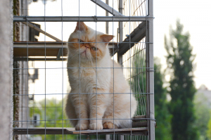 Вольер для кота. На окно.