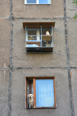 Вольер для кота. На окно.