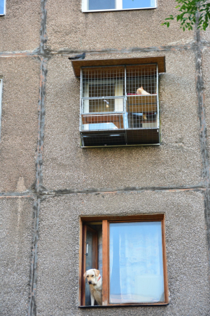 Вольер для кота. На окно.