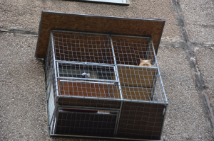 Вольер для кота. На окно.