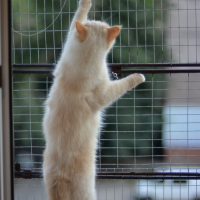 Вольер на окно