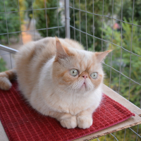 Вольер на окно