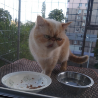 Вольер на окно