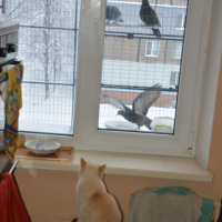 Вольер на окно