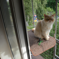 Вольер для кота. На окно.