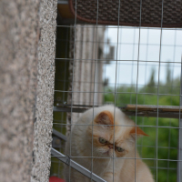 Вольер для кота. На окно.