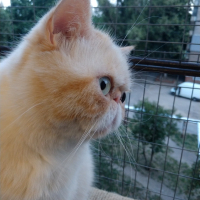 Вольер на окно