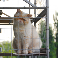 Вольер для кота. На окно.